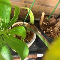 モンステラ,モンステラ デリシオーサ,モンステラ デリシオーサ マクロコズム,botanical life,観葉植物のある暮らしの画像