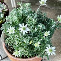 フランネルフラワー,花も多肉も好き,いつも心に太陽を,バリィのお花の画像