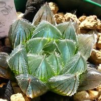ハオルチア,ハオルチア,多肉植物,ハオルチア属,透明な窓の画像
