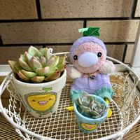 ラブリーローズ,E.シャンペーン,エケベリア レッドこころ,多肉植物,GSのみなさんに感謝♡の画像