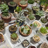 多肉植物の画像
