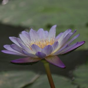 睡蓮,熱帯スイレン,温室,神代植物園,品種判別は難しいの画像