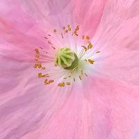 ヒナゲシ,ピンク,ピンクの花,大好きな花,シルエット❤︎の画像