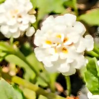 リッピア,ヒメイワダレソウ,姫岩垂草,白い花,シーパルピア女川の画像