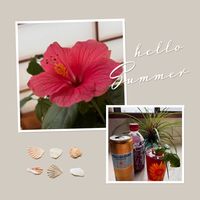 チランジア,パイナップルリリー,バジル,インドアハイビスカス サニーシティー,夏の花の画像