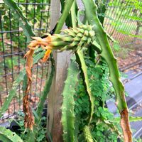 フルーツ,みどりのある暮らし,家庭菜園の画像