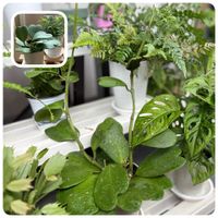 ホヤ・カーリー,サンパラソル クリアホワイト,4/18,多肉植物,つる性植物の画像