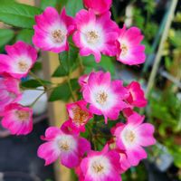リシマキア,みやこわすれ,ミ二バラ,つりがねニンジンの画像