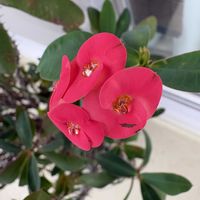 ゼラニウム,ハナキリン,今日もお疲れ様❤︎,健康第一☘️,真っ赤な火曜日の画像