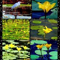 アサザ,水元公園,ごんぱち池,公開時期は毎朝行っていましたの画像