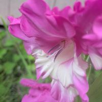 カシワバアジサイ,グラジオラス,ネジバナ,お出掛け先で,全てに祈りを♪の画像
