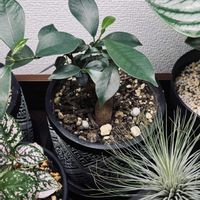 ガジュマル,ガジュマル,観葉植物の画像