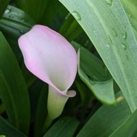 カラー,グリーンネックレス,綺麗な花色,庭の画像