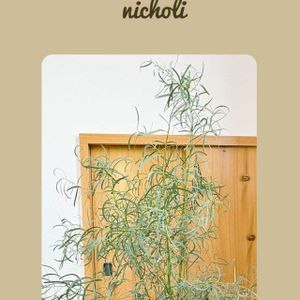 ユーカリ,ユーカリ ニコリー,ハーブ,いい香り,植物のある暮らしの画像