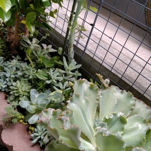 多肉植物,多肉寄せ植え,多肉植物のある暮らし,多肉を楽しむ,多肉と遊ぶの画像
