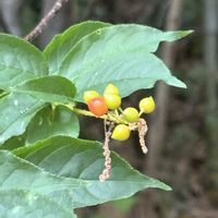 ウワミズザクラ,ウワミズザクラ,ウワミズザクラ,ウワミズザクラ,ムラサキシキブの画像