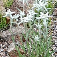 エーデルワイス,トリアシショウマ,ヒオウギアヤメ,ハナチダケサシ,白馬五竜高山植物園の画像