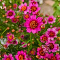 コレオプシス,コレオプシス ガーネット,鉢植え,明るい日陰,プランターの画像