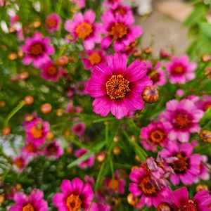 コレオプシス,コレオプシス ガーネット,鉢植え,明るい日陰,プランターの画像