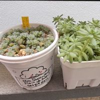 多肉植物,葉挿しトレー,多肉のある暮らし,葉挿しっこ,多肉女子の画像