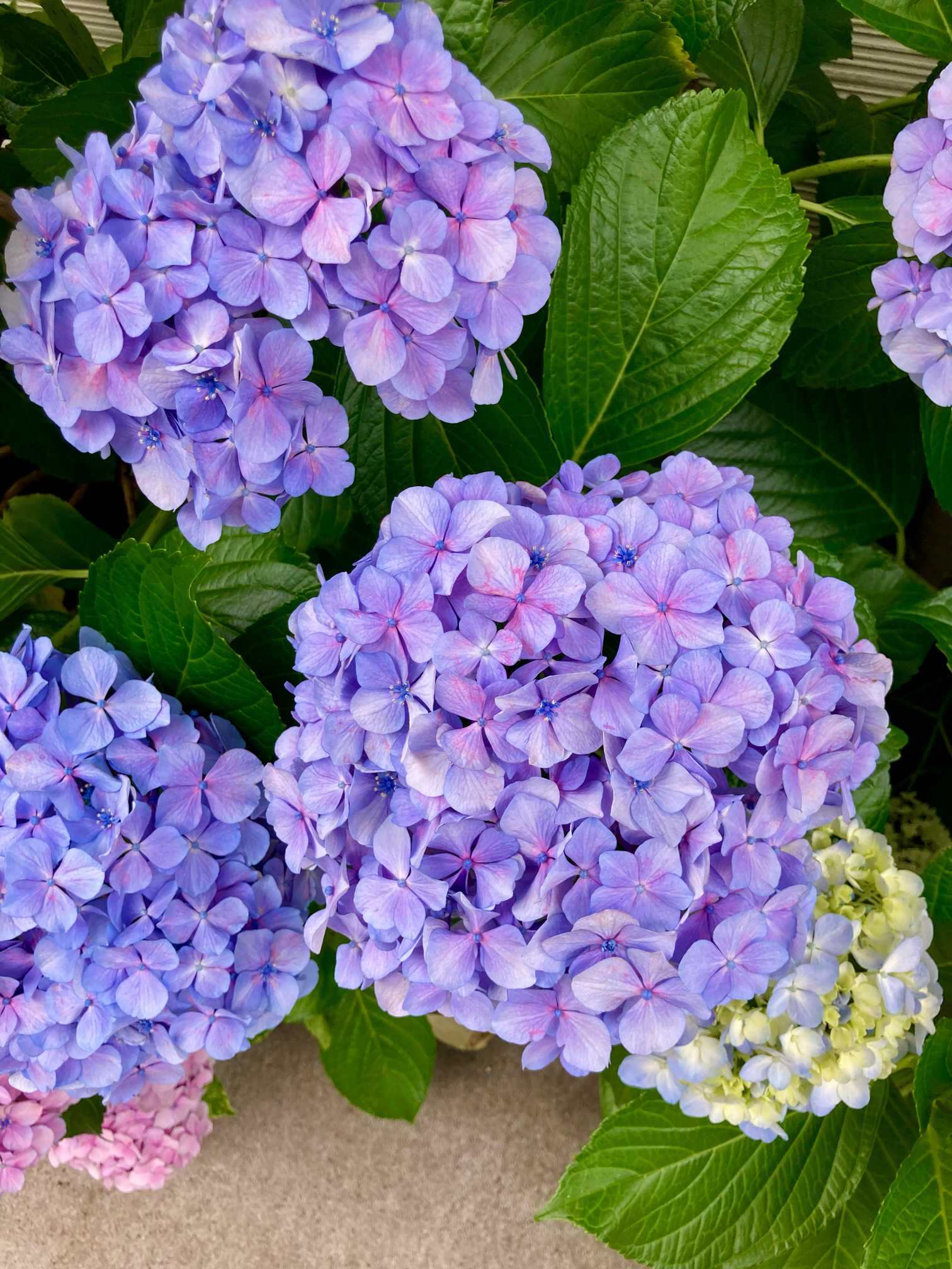 紫陽花、挿木成長日記｜🍀GreenSnap（グリーンスナップ）