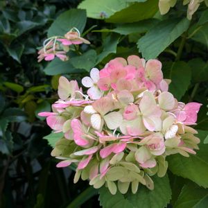 アジサイ,クチナシ,ゼラニウム,タマスダレ,ナミアゲハ♡の画像