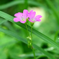 ムラサキカタバミ,ムラサキカタバミ,雑草大好きの画像