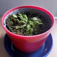 ハエトリグサ,食虫植物,iPhone撮影,リビング・ダイニングの画像