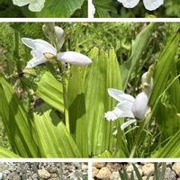 エーデルワイス,トキソウ,今日のお花,白い水曜日♡,コラージュ仲間達の画像