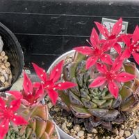 多肉植物,葉挿し,多肉寄せ植え,実生苗,ギムノカリキウム属の画像