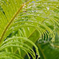 ソテツ,ソテツ,蘇鉄,蘇鉄,雨粒の画像