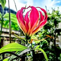 グロリオーサ,グロリオサ,真っ赤,真っ赤な花,真っ赤な火曜日の画像