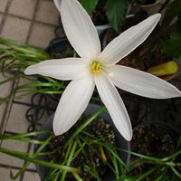 ゼフィランサス,ゼフィランサス(タマスダレ),白い花,白いお花,白い妖精の画像
