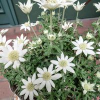 フランネルフラワー,白い花,白いお花,白い妖精,白い恋人達の画像
