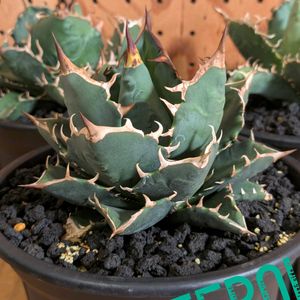 実生,アガベ属,植物育成LEDライト,oteroi,屋内管理の画像
