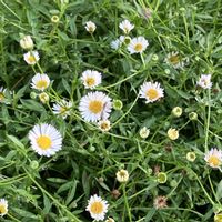 エリゲロン,エリゲロン,白い花,負けないで！,暑い！の画像