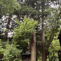 スギ,ドクダミ,癒し,花のある暮らし,外出先の画像