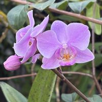 ミニ胡蝶蘭,着生ラン,花のある暮らし,沖縄,おうち園芸の画像