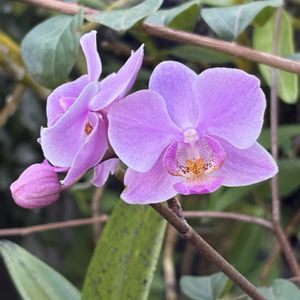 ミニ胡蝶蘭,着生ラン,花のある暮らし,沖縄,おうち園芸の画像