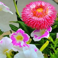 キキョウ,ツメレンゲ,ペチュニア,マツバボタン,ムギワラギクの画像