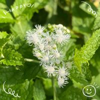 イチゴ,パッションフルーツ,ブルーベリー ピンクレモネード,スーパーサルビア,ユーパトリウム(白花西洋フジバカマ)の画像