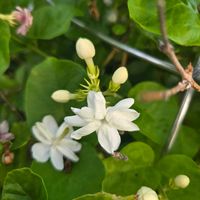 茉莉花,茉莉花,茉莉花,茉莉花の蕾,茉莉花の蕾の画像