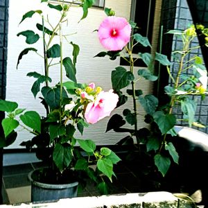 ネジバナ,ネムノキ,フェイジョア,アメリカフヨウ,ダスマニアの画像