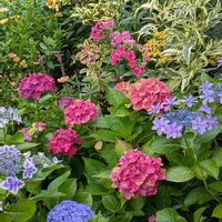 ヒポエステス,タチアオイ,ホリホック（タチアオイ）,いつもありがとう♡,紫陽花 アジサイ あじさいの画像