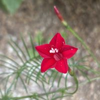 ルコウソウ,花のある暮らし,愛媛県,庭の画像