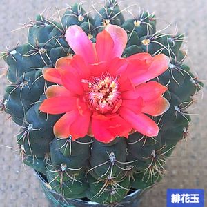 サボテン,緋花玉,ギムノカリキウム　緋花玉,ダイソー,植物男子ベランダーの画像