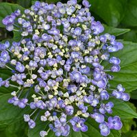 アジサイ,サンパラソル,サンパラソルブルーフォリア,感謝,花のある暮らしの画像