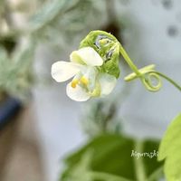 フウセンカズラ,種まき,花のある暮らし,GSに感謝。,幸福の画像