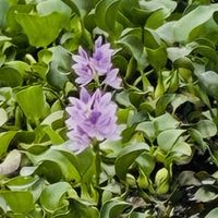 ホテイアオイ,ホテイアオイ(布袋葵),農業用水路,水性浮遊植物の画像