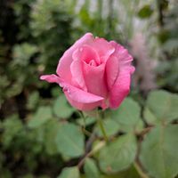 バラ,いね,田んぼ,桃香,お米（稲）の画像